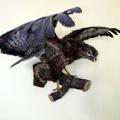Ausgestopfte Vögel im Biologie-Lehrsaal 6/2006
