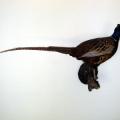 Ausgestopfte Vögel im Biologie-Lehrsaal 6/2006