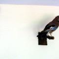 Ausgestopfte Vögel im Biologie-Lehrsaal 6/2006