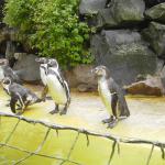 Kurs 12 Bi im Landauer Zoo 22.5.13