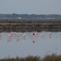 Studienfahrt MSS12 in die Camargue 6/17