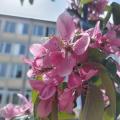 Frühjahr im Schulgarten 5/23