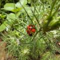 Garten-AG 6/24